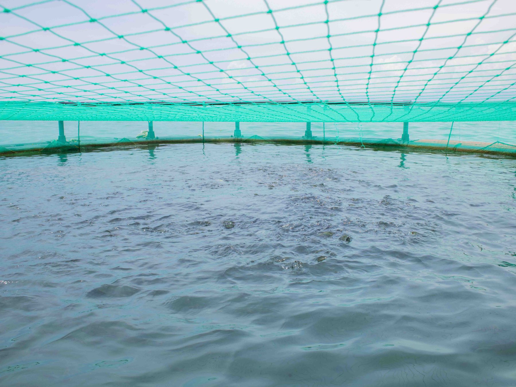 Blue Protein Model - Tilapia Fish Farming operations