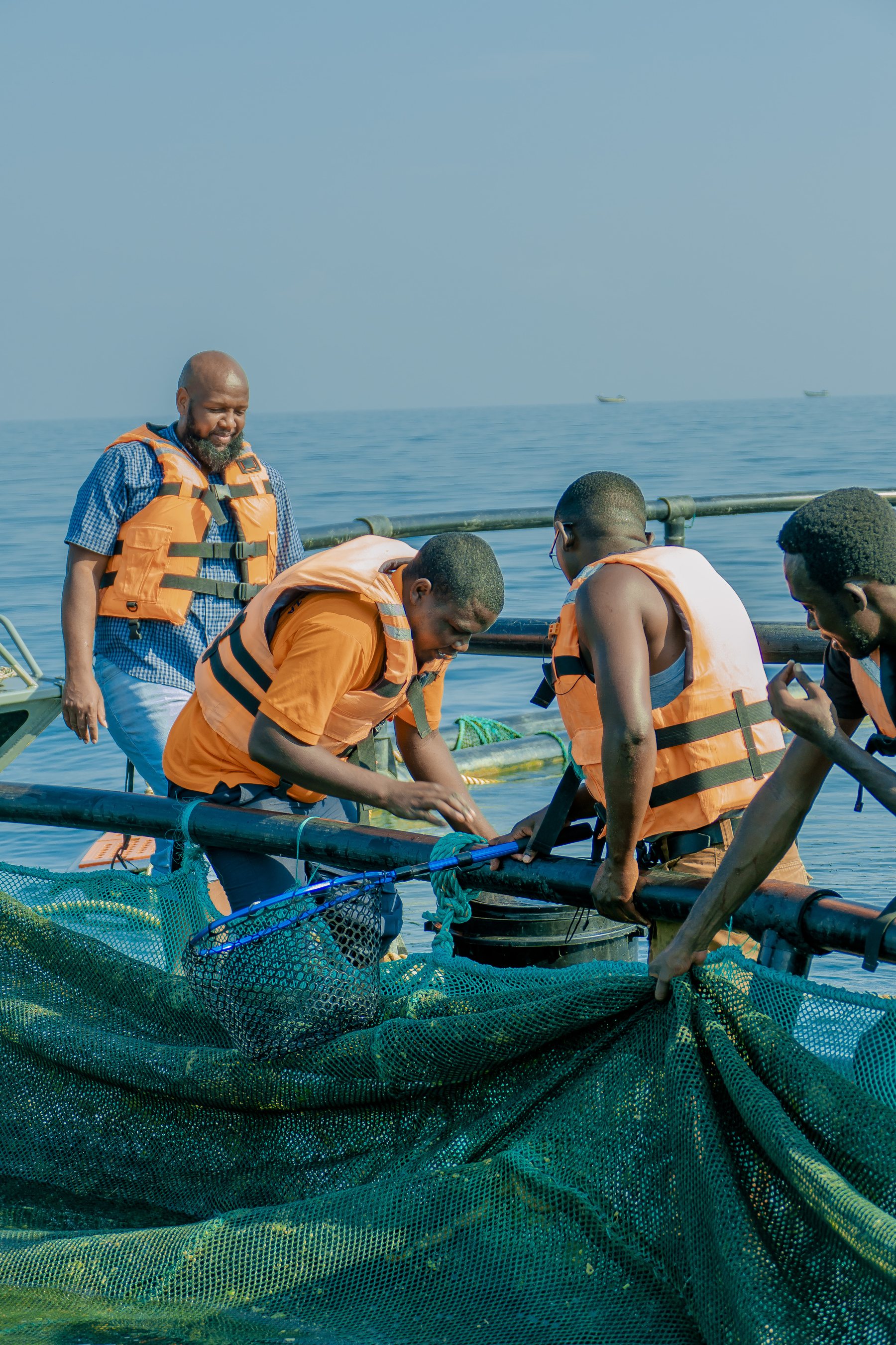 Broodstock Management - Tilapia Fish Farming operations
