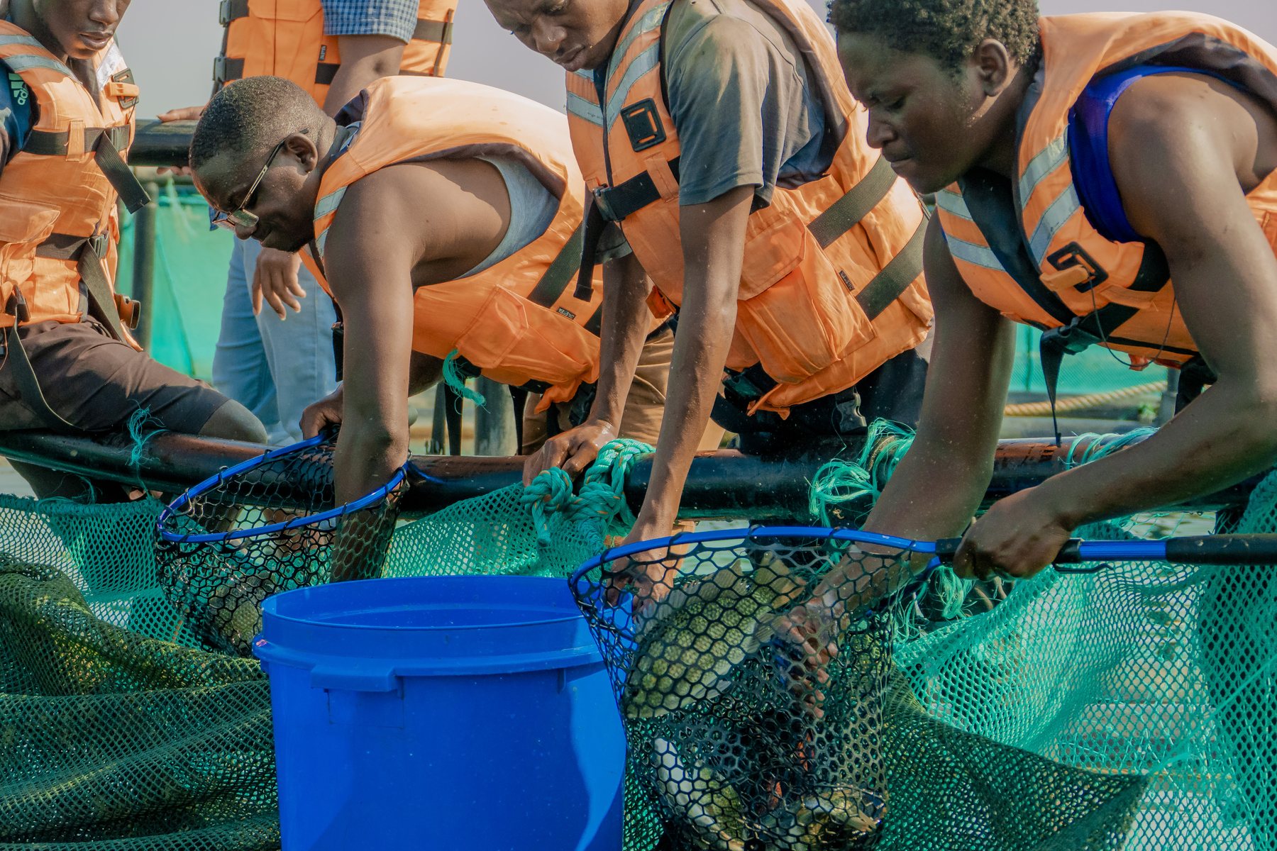 Buyer Partnerships - Tilapia Fish Farming operations