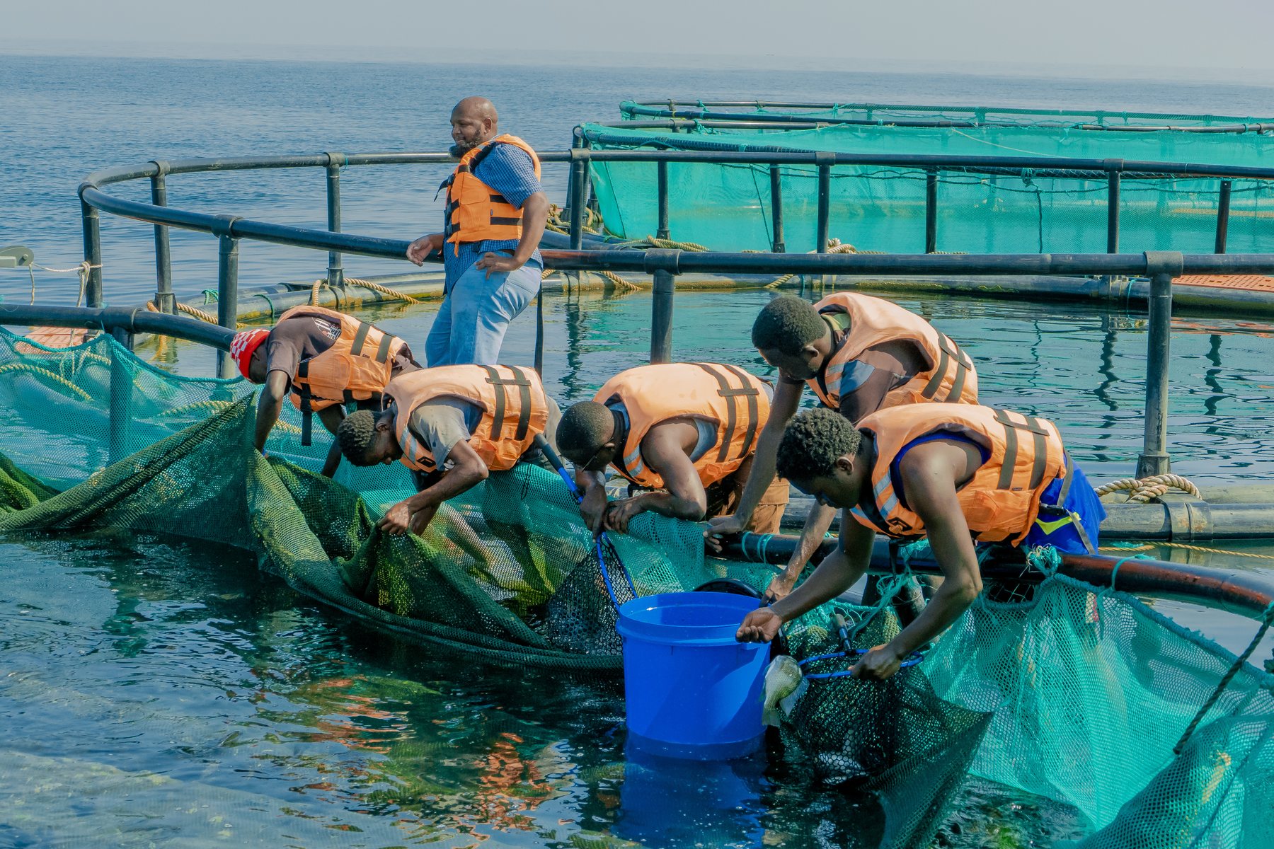 Cooperative Model - Tilapia Fish Farming operations