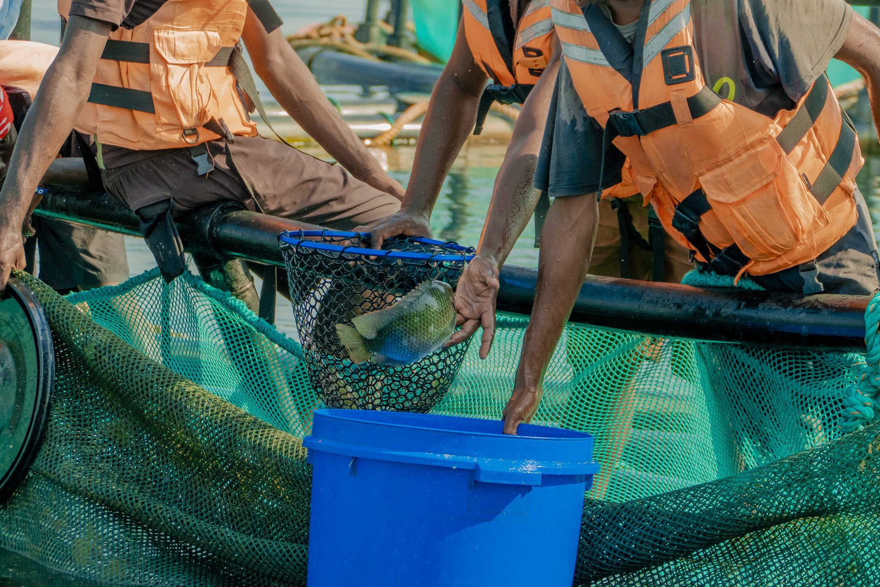 Data Governance - Tilapia Fish Farming operations