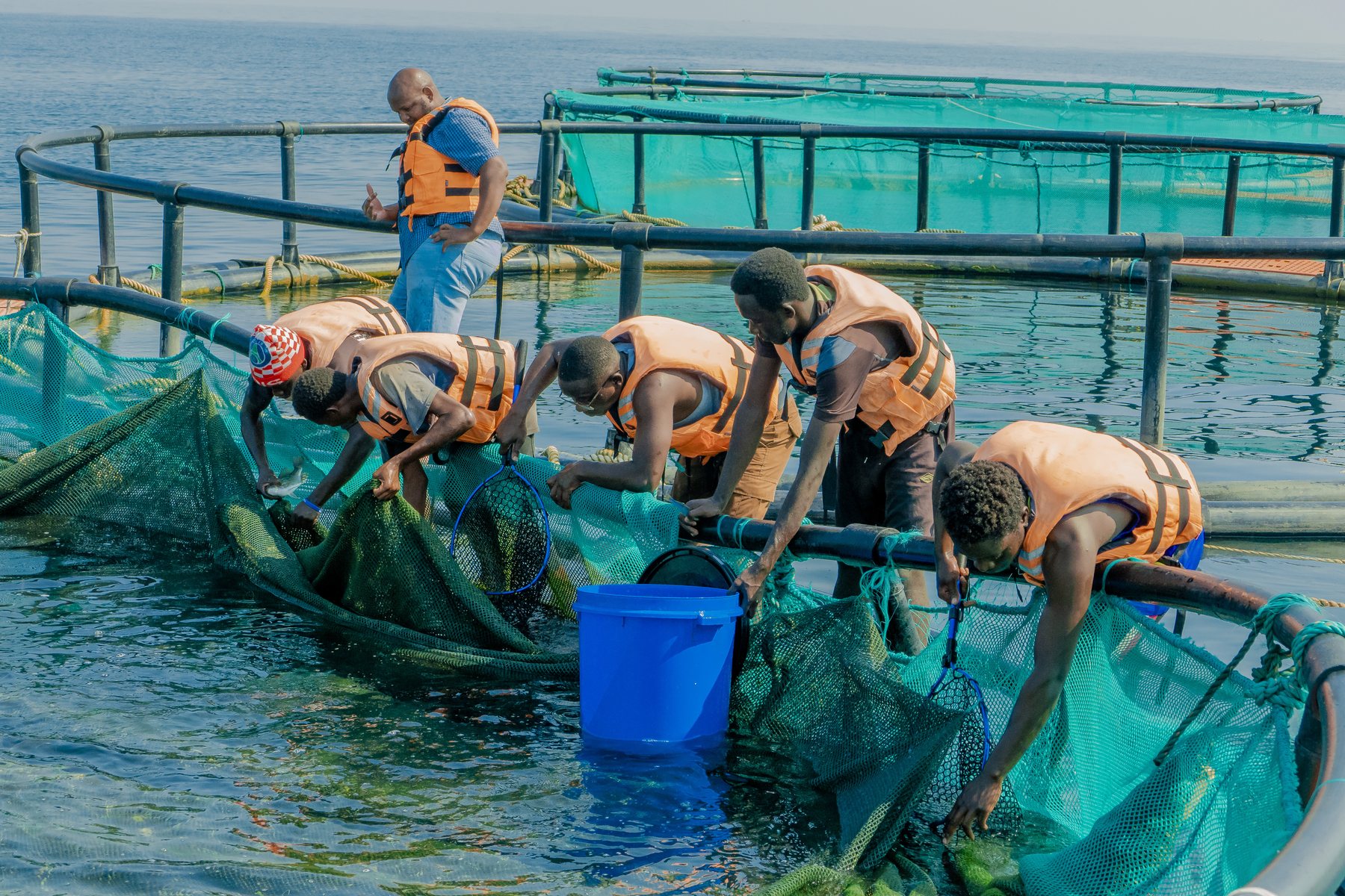 Financial Institutions - Tilapia Fish Farming operations