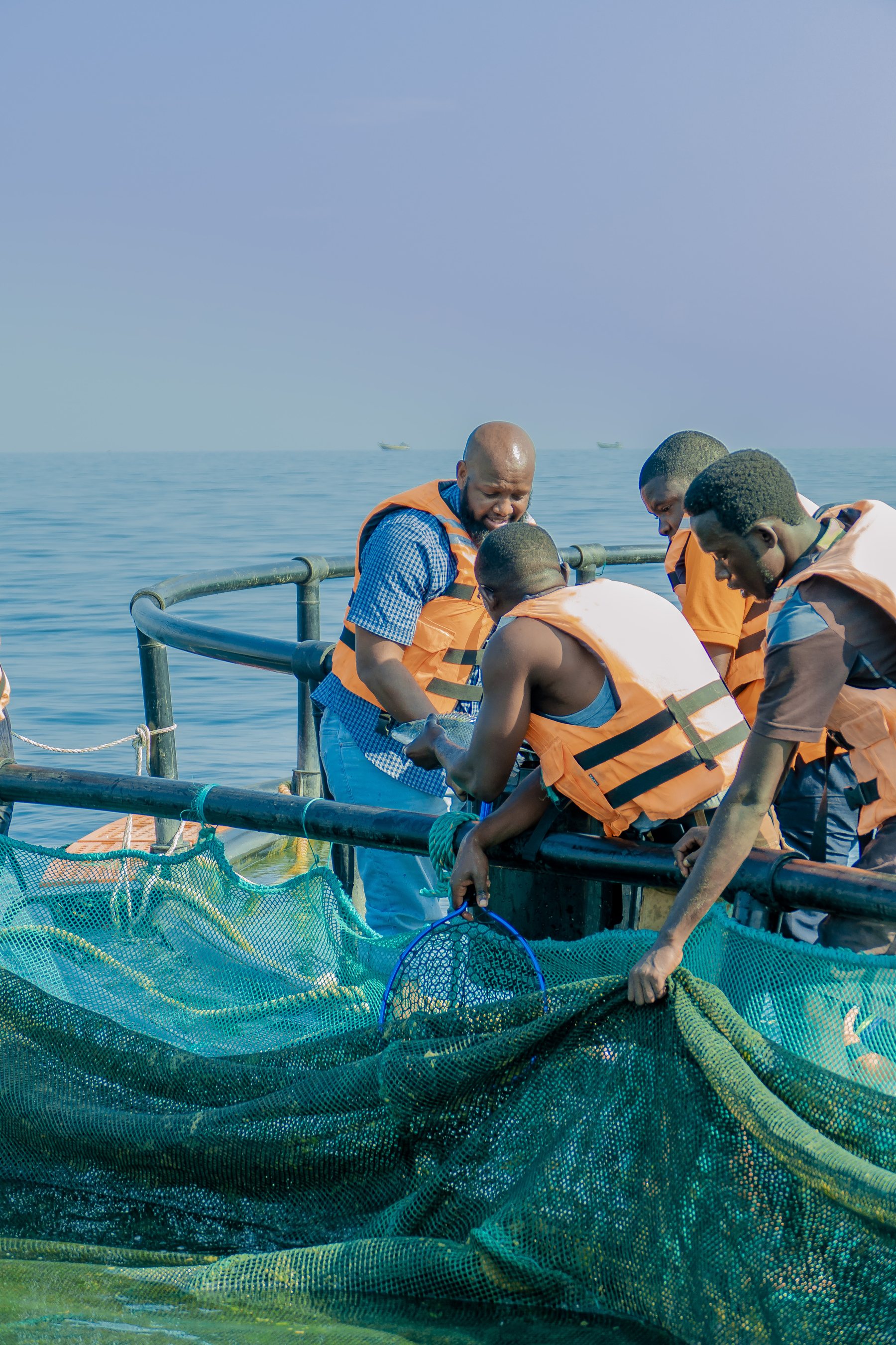 Fingerling Distribution - Tilapia Fish Farming operations