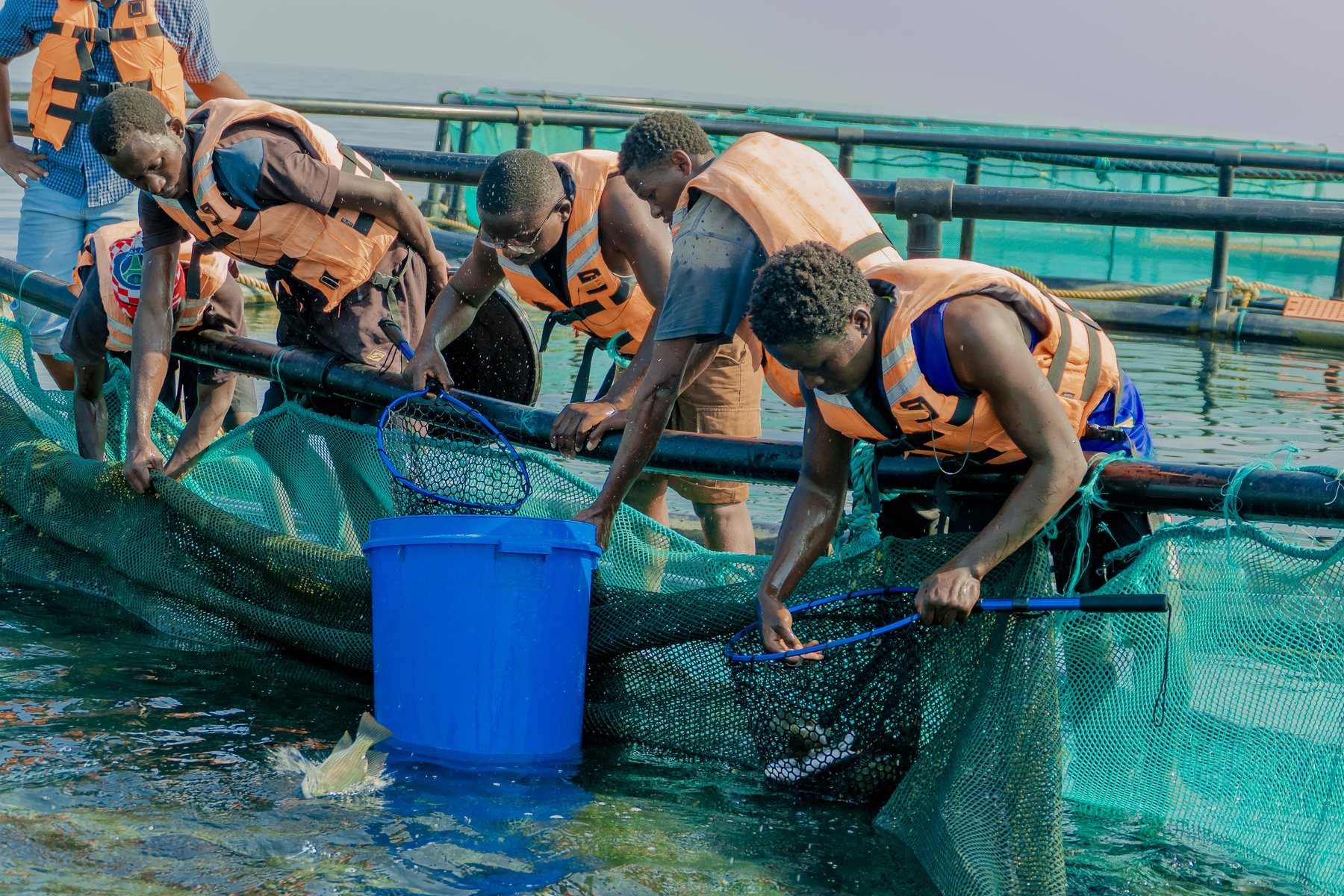 Harvest & Handling - Tilapia Fish Farming operations