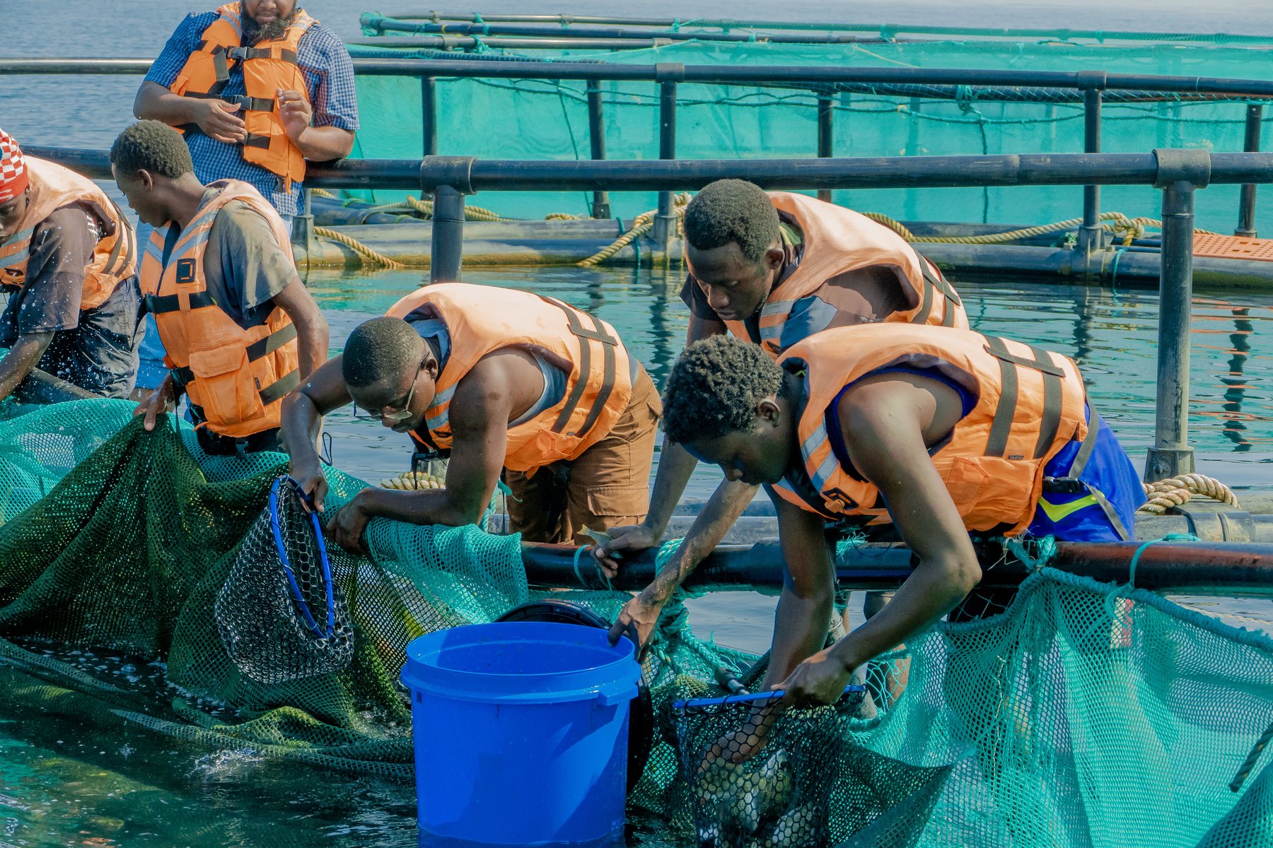 Investment Case - Tilapia Fish Farming operations