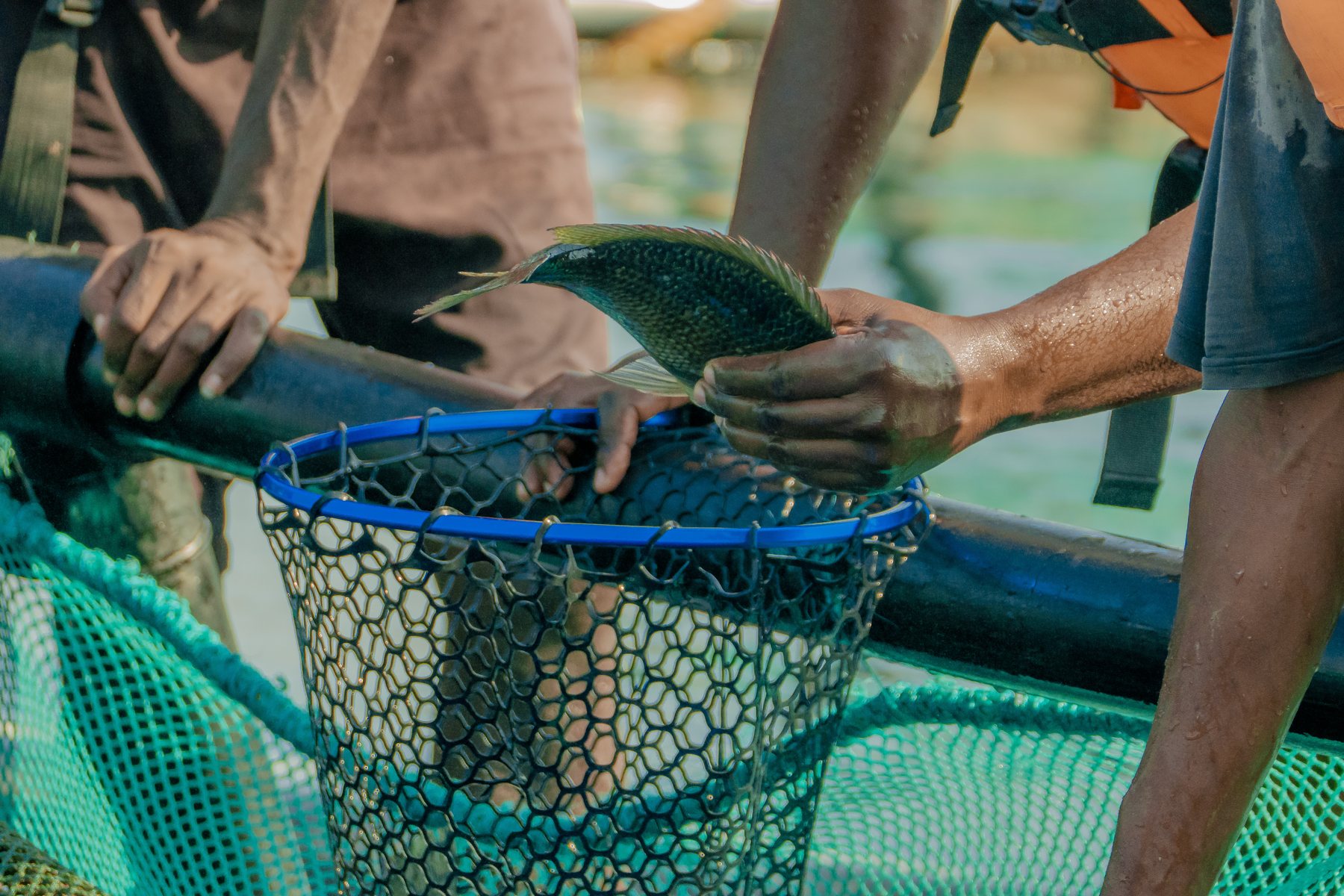 IoT Monitoring - Tilapia Fish Farming operations