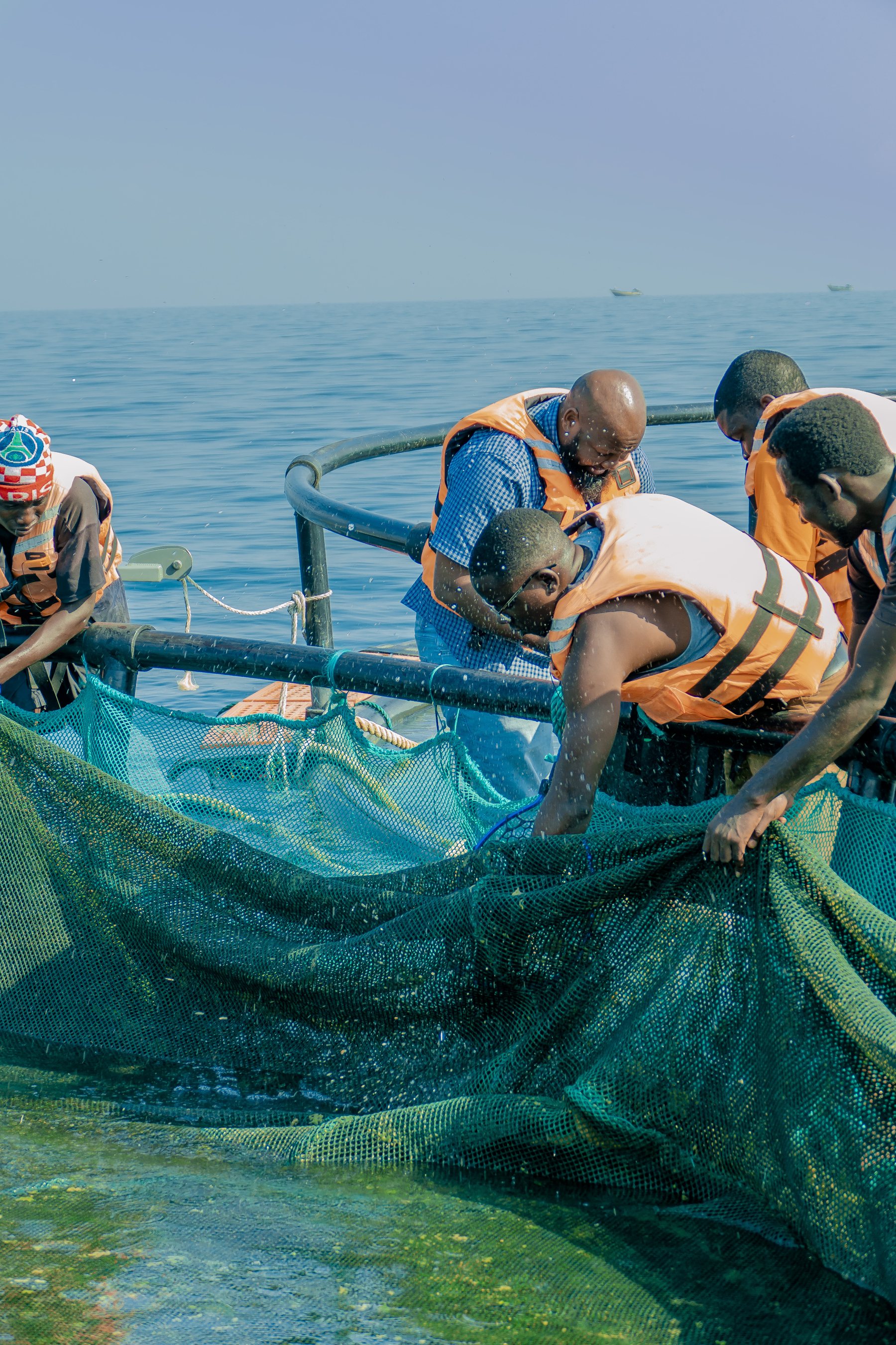 Nursery Operations - Tilapia Fish Farming operations