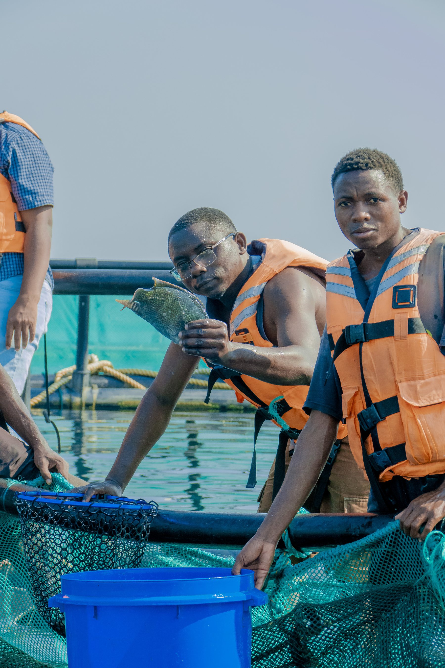 Nutrition & Food Security - Tilapia Fish Farming operations