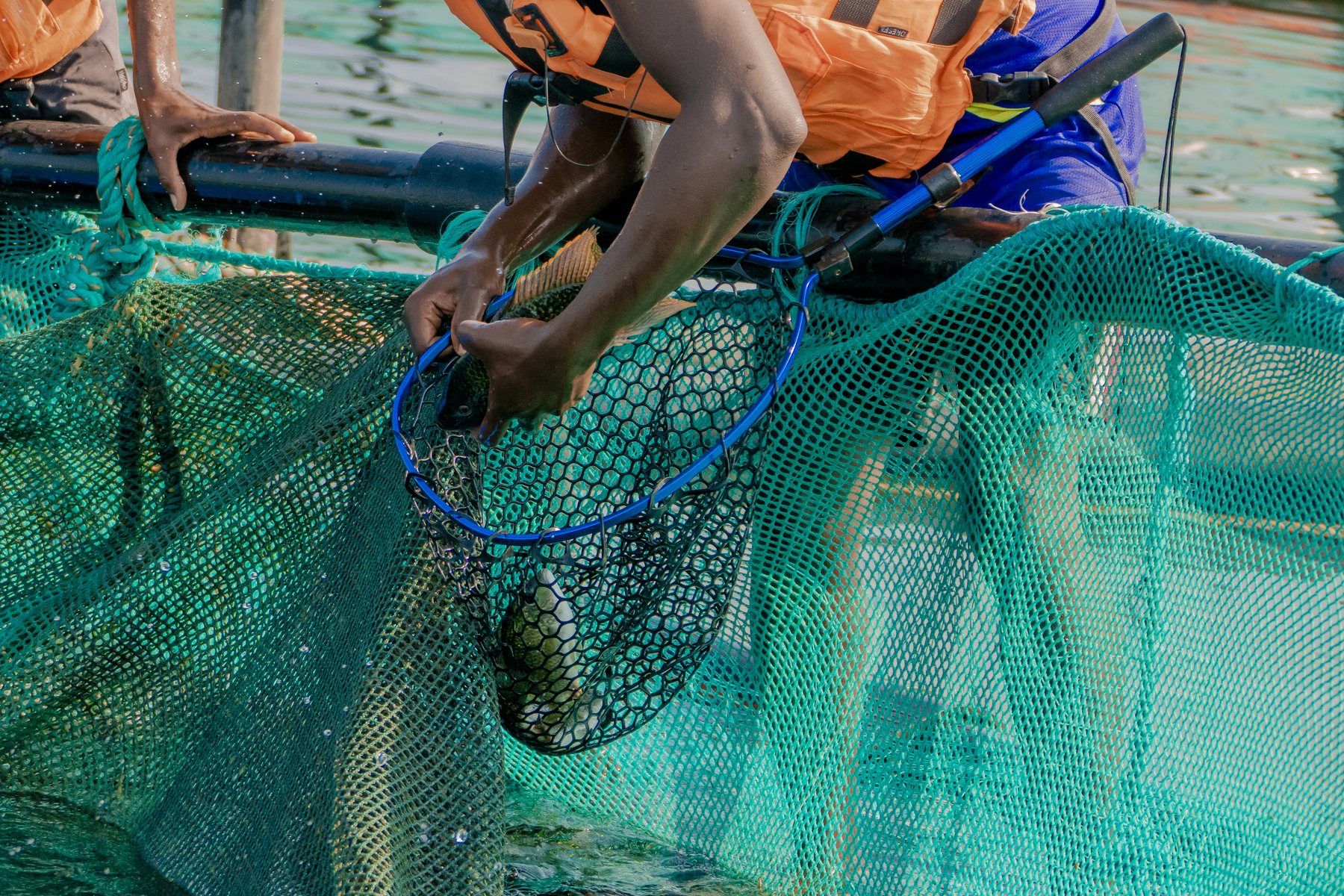 Production Dashboard - Tilapia Fish Farming operations
