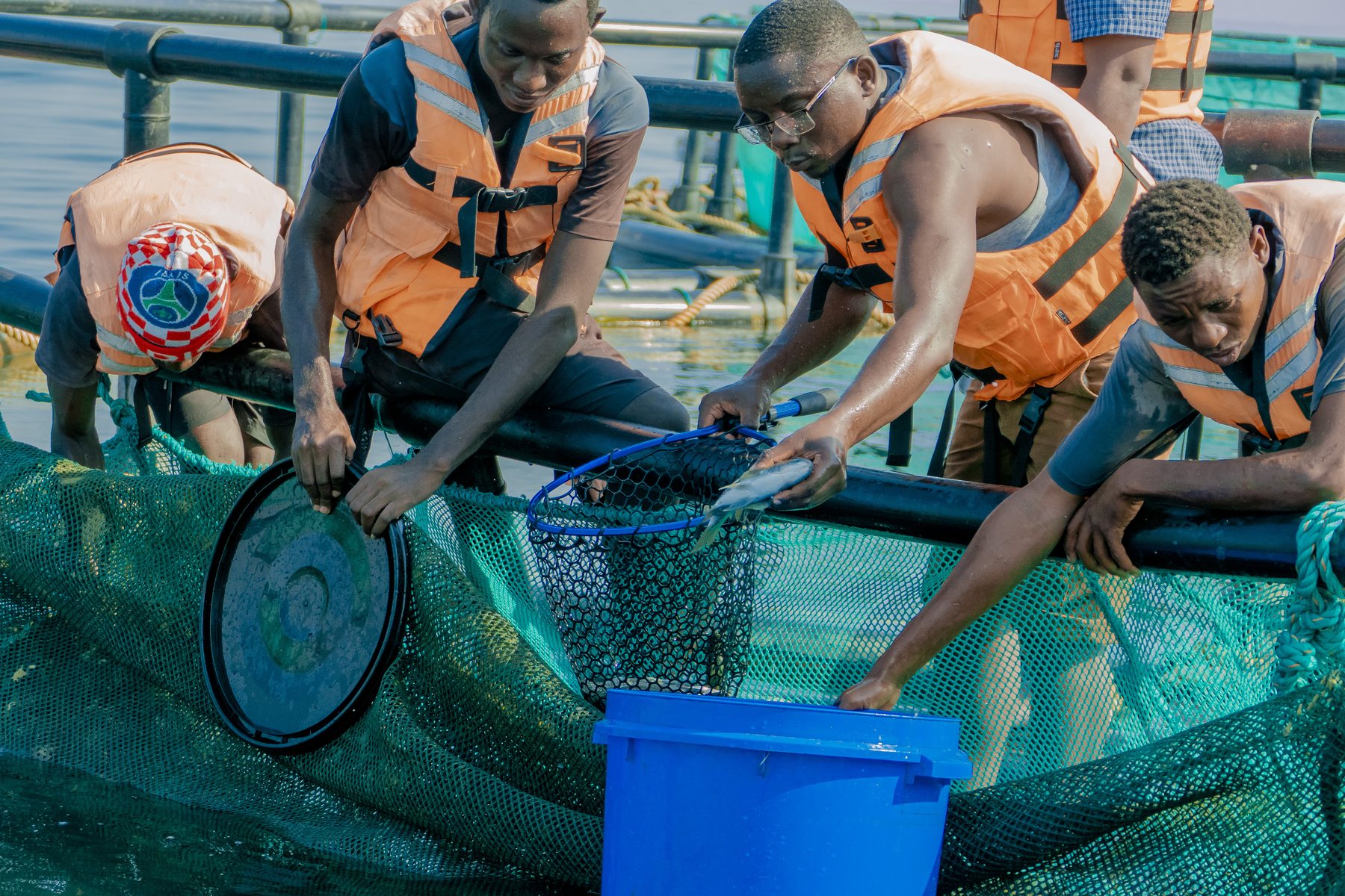 Quality & Food Safety - Tilapia Fish Farming operations