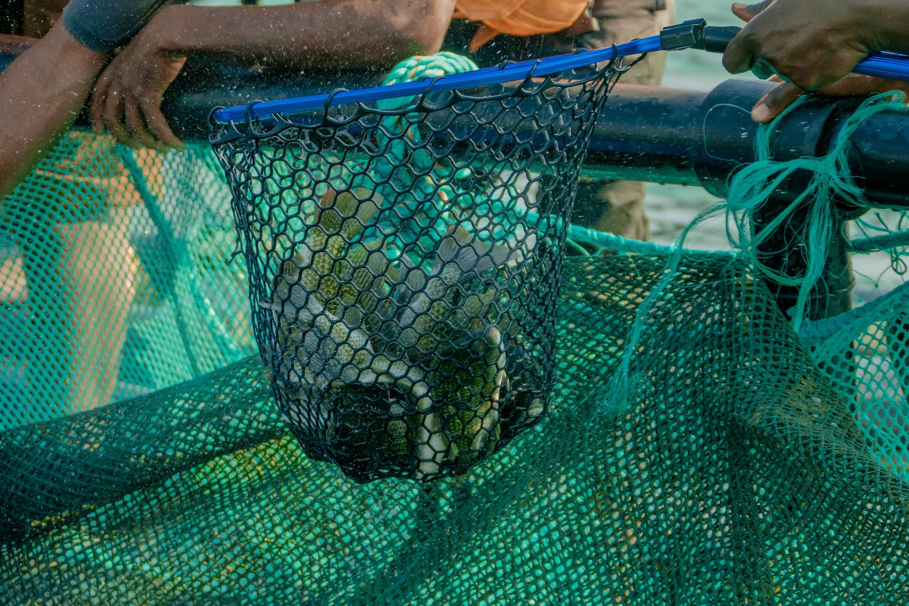 Regional Trade - Tilapia Fish Farming operations