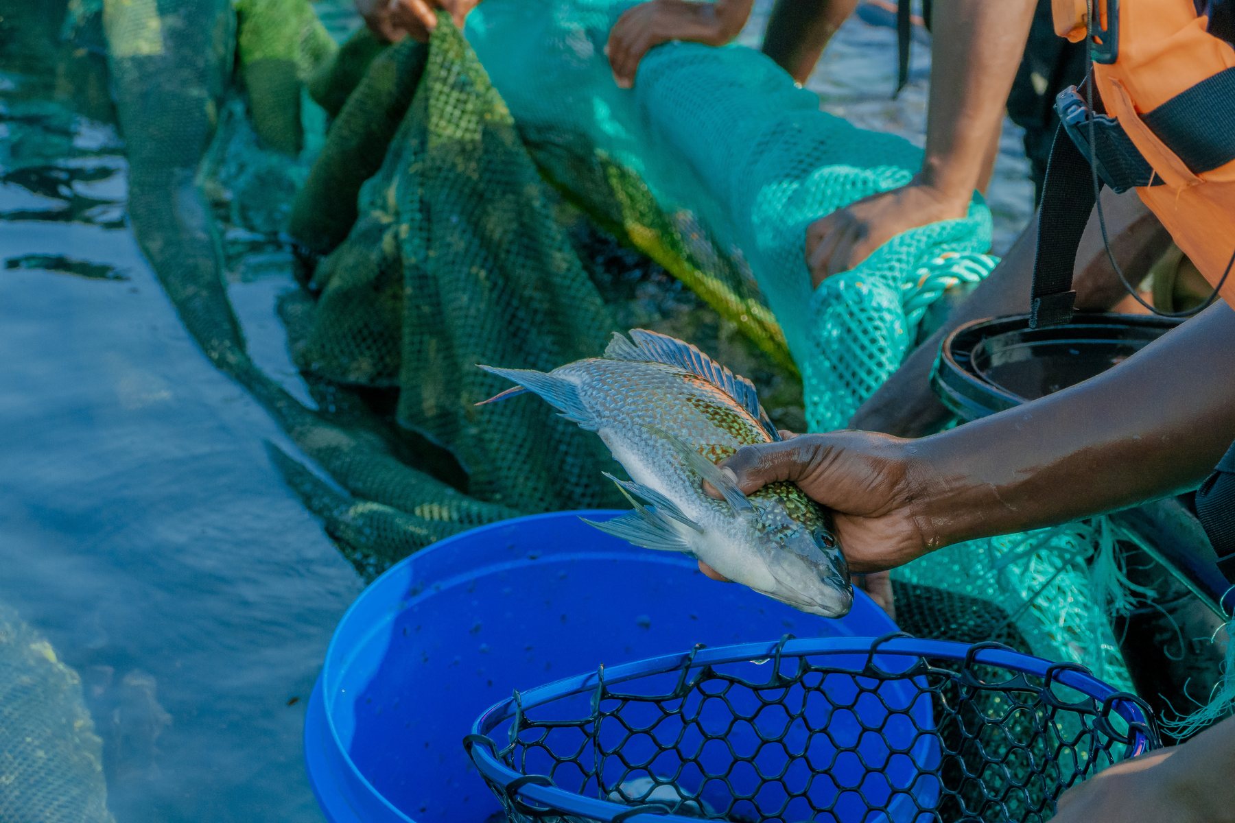 Scale Roadmap - Tilapia Fish Farming operations
