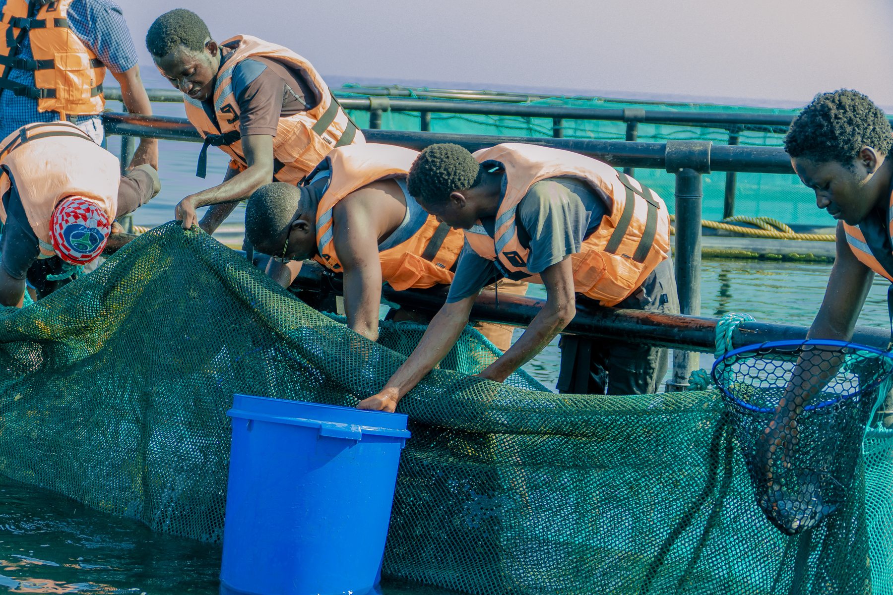 Stocking & Feeding - Tilapia Fish Farming operations