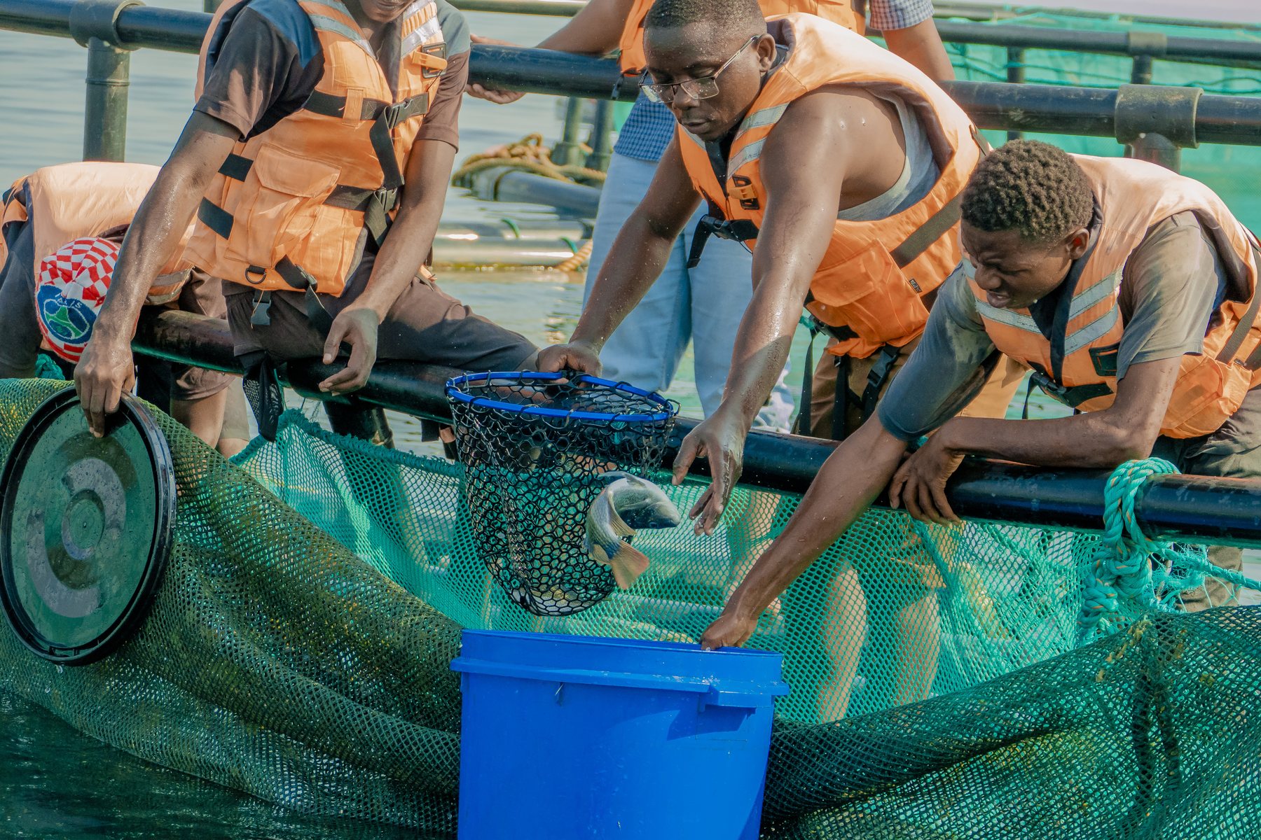 Temperature Data - Tilapia Fish Farming operations