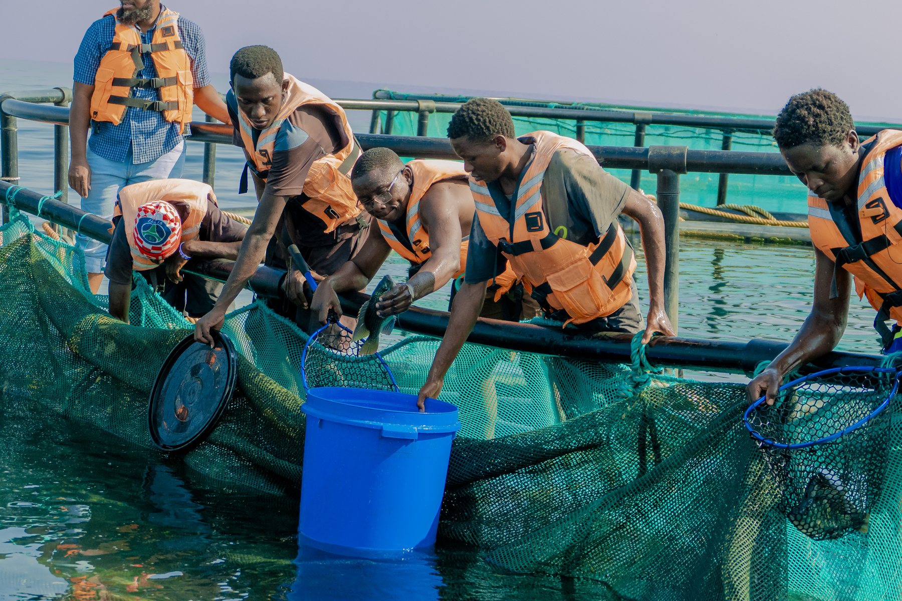 Traceability - Tilapia Fish Farming operations