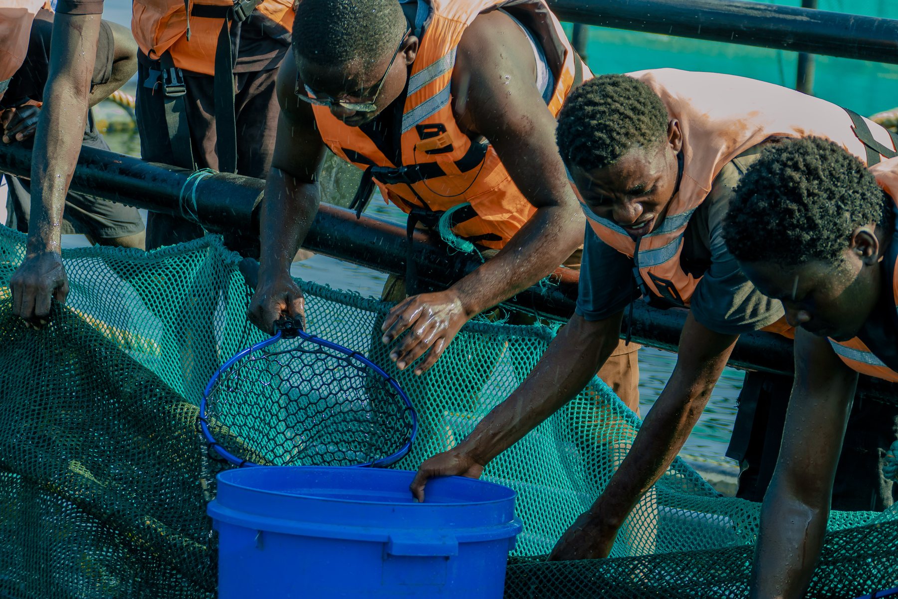 Water Quality Monitoring - Tilapia Fish Farming operations