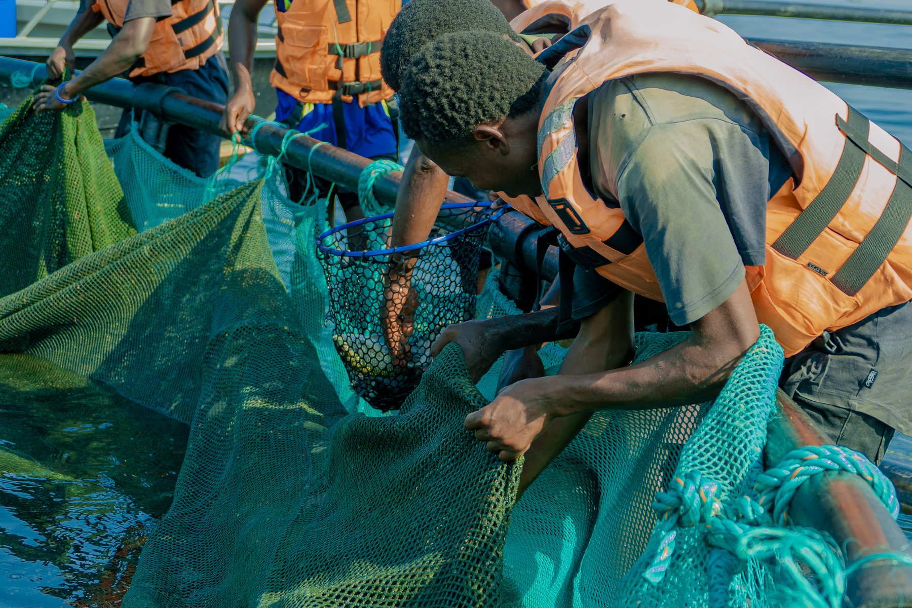 Women & Youth Cooperatives - Tilapia Fish Farming operations